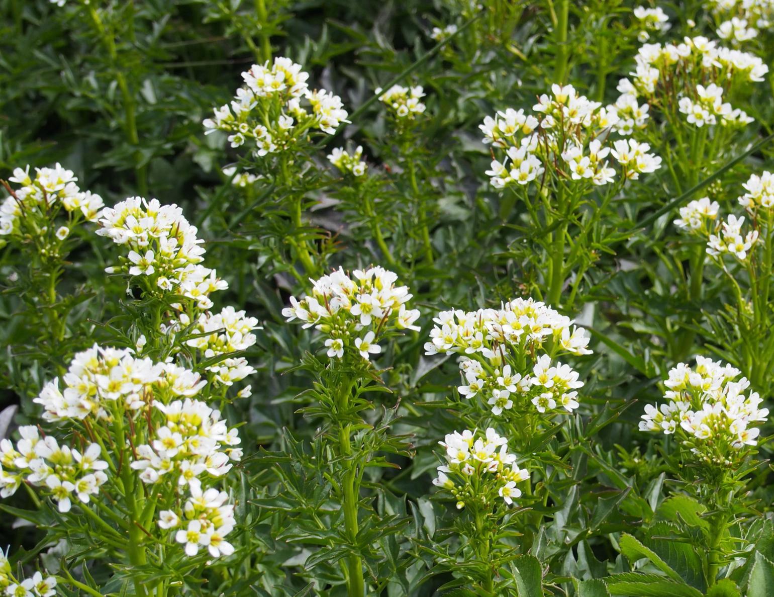 Bittercress, Large